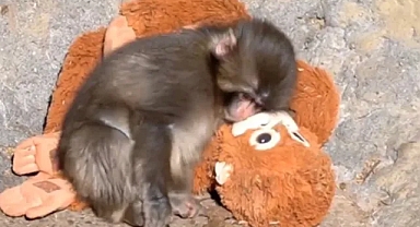 Oyuncak pelüşü annesi sanan maymun dünya gündeminde