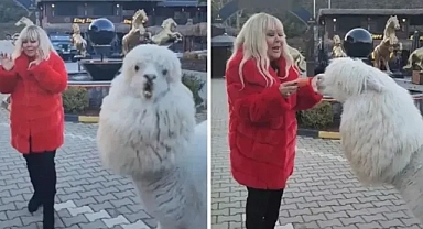 Safiye Soyman’a Alpaka Sürprizi: Çiftlik Ziyaretinde Şaşkına Döndü