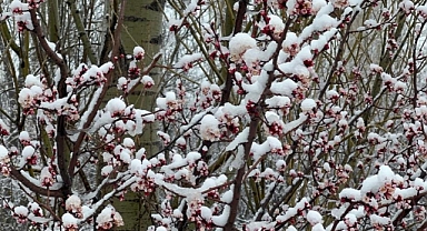 Bahar Çiçekleri Kar Altında Kaldı