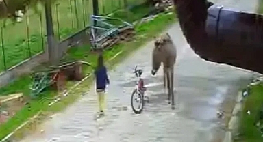 Başıboş Eşek 4 Yaşındaki Çocuğa Saldırdı