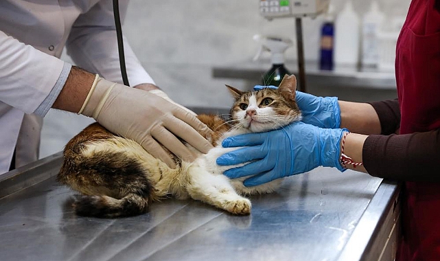 Bursa’da Yaralı Kedi 'Nefes' Tedavi Edildi