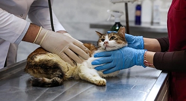 Bursa’da Yaralı Kedi 'Nefes' Tedavi Edildi