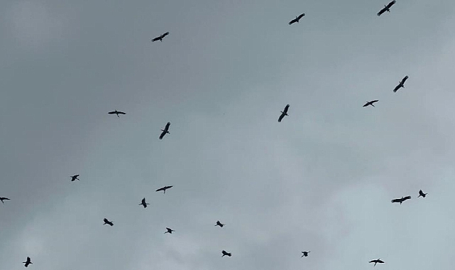 Bursa’ya Gelen Leylek Sürüsü Görenleri Büyüledi