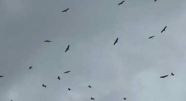 Bursa’ya Gelen Leylek Sürüsü Görenleri Büyüledi