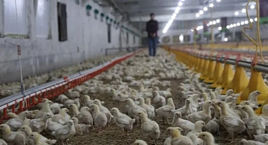 Devlet desteğiyle ikinci çifliğini kurdu