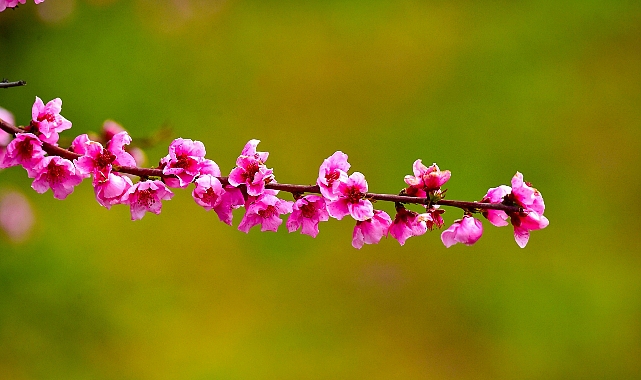 İznik'te Şeftali Bahçeleri İlkbaharla Renk Cümbüşüne Döndü