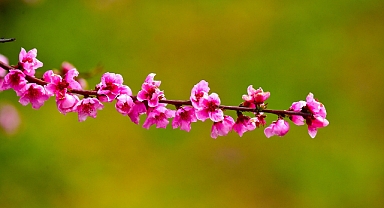 İznik'te Şeftali Bahçeleri İlkbaharla Renk Cümbüşüne Döndü