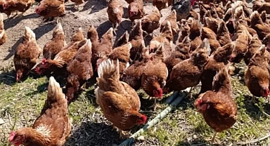 Köyüne Dönerek Gezen Tavuk Çiftliği Kuran Levent Sertkaya, Günlük 325 Yumurta Üretiyor