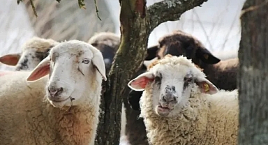 Kurbanlık fiyatları belli oldu