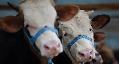 Kütahya’da şap hastalığı alarmı: 15 köy karantinaya alındı