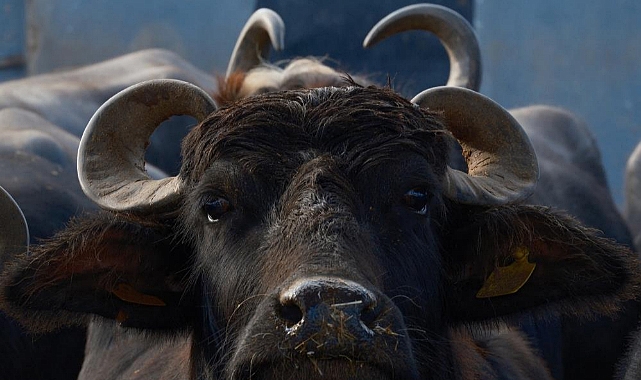 Türkiye'nin yeni manda ırkı süt verimi ile dikkat çekiyor