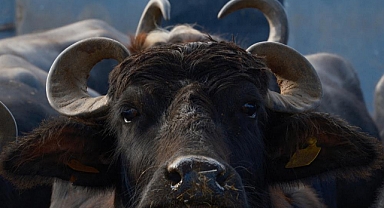 Türkiye'nin yeni manda ırkı süt verimi ile dikkat çekiyor