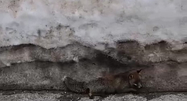 Uludağ'da Yaralı Tilkiyi Fark Eden Vatandaş Yetkililere Bildirdi
