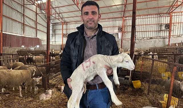 57 yıldır safkan damızlık Karacabey merinosu yetiştiriyorlar, birçok sürüde imzaları var