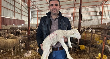 57 yıldır safkan damızlık Karacabey merinosu yetiştiriyorlar, birçok sürüde imzaları var