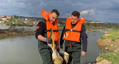 Barajda mahsur kalan pelikan böyle kurtarıldı