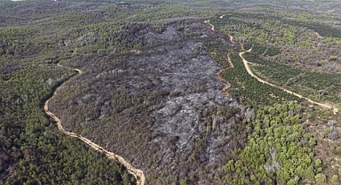 Beykoz Orman Yangını: 14 Hektarlık Alan Kül Oldu
