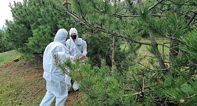 Bursa’da doğa dostu mücadele: “Terminatör böcekler” ormanlara bırakıldı