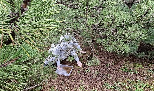 Bursa’da doğa dostu mücadele: “Terminatör böcekler” ormanlara bırakıldı