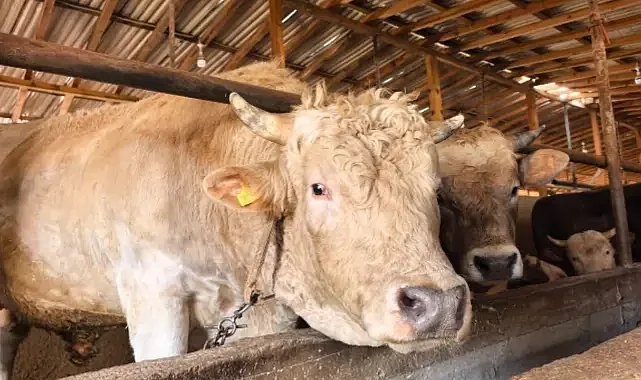 Bursa Kurbanlık Fiyatları: 1 Tonluk Boğanın Fiyatı Dudak Uçuklattı