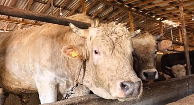 Bursa Kurbanlık Fiyatları: 1 Tonluk Boğanın Fiyatı Dudak Uçuklattı