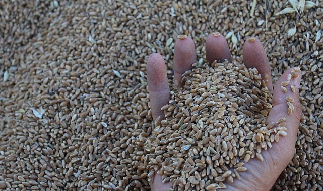 Dünya Hububat Üretiminde Rekor Bekleniyor