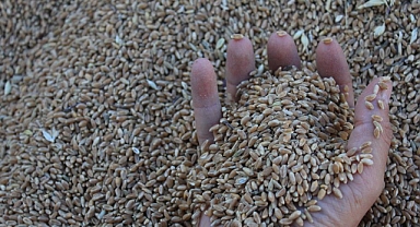 Dünya Hububat Üretiminde Rekor Bekleniyor