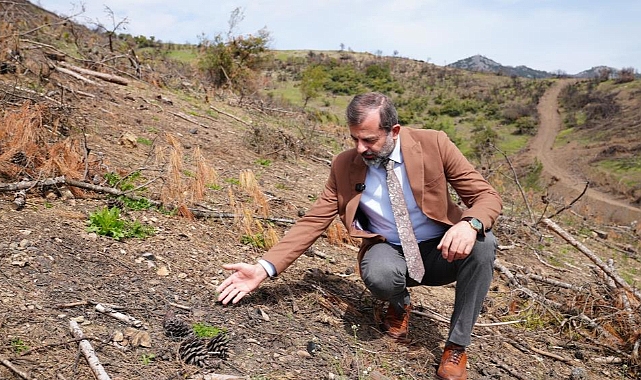 Gürsu’da Yanan Ormanlar Yeniden Yeşeriyor