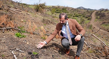 Gürsu’da Yanan Ormanlar Yeniden Yeşeriyor