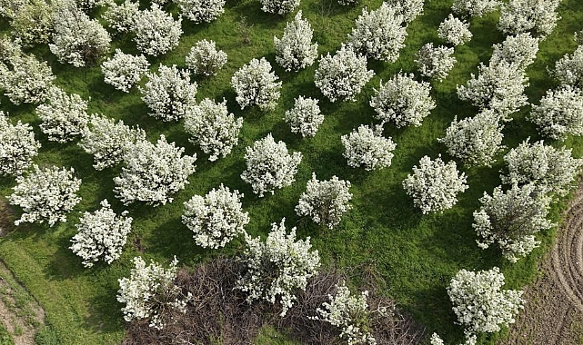 İnegöl’de Bahar Güzelliği