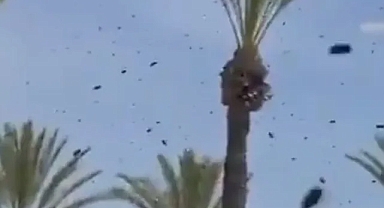 İsrail’de On Binlerce Arı Paniği: Uçuşlar Durduruldu, Halk Evine Kapatıldı