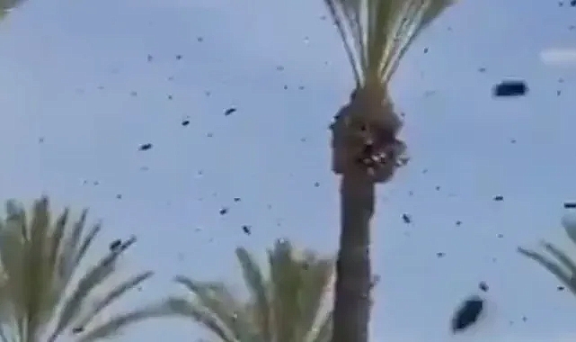 İsrail’de On Binlerce Arı Paniği: Uçuşlar Durduruldu, Halk Evine Kapatıldı