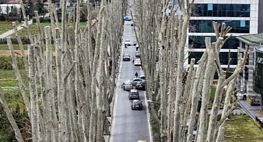 İstanbul’da Çınar Ağaçları Tartışma yarattı