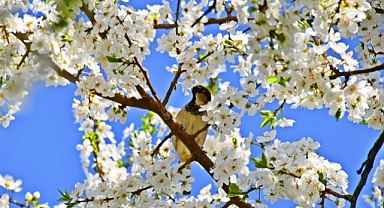İznik’te Meyve Bahçeleri Baharın Renkleriyle Canlandı