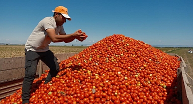 Karacabey’de Domates Üreticisi Zor Karar Aşamasında: Serbest Ekim Artıyor