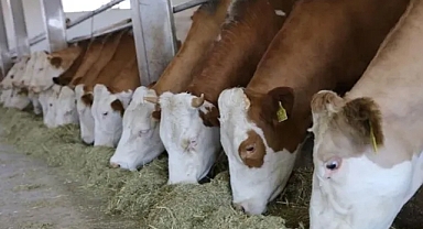 Kastamonu Devrekani Besi OTB’ye 784 Milyon Liralık Dev Yatırım