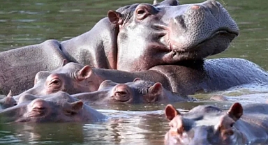 Kolombiya, Escobar’ın Su Aygırları İçin İtlaf Planını Onayladı