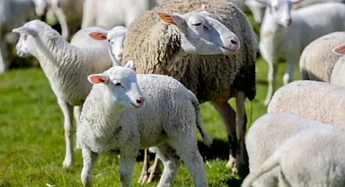 Küçükbaş Destek Projesi Başladı: TİGEM Hayvan Dağıtımı İçin Başvurular Alınıyor