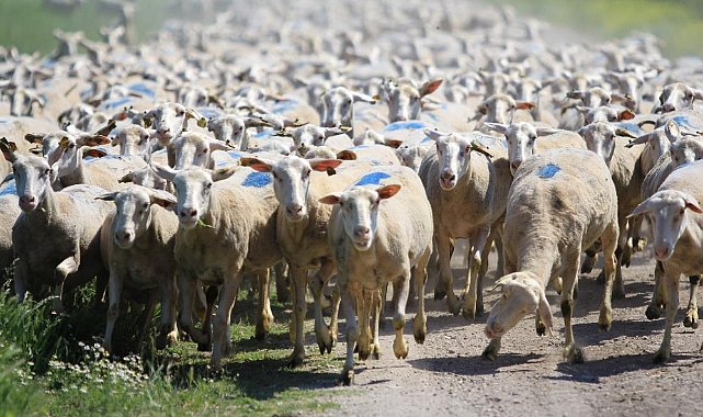 Küçükbaş Destek Projesinde Son Gün: Başvurular Bugün Bitiyor