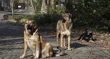 Okul Saldırıları Sonrası Provokatif Paylaşım Tepki Çekti: “Köpeklerin Ahı Var” Sözleri Gündemde