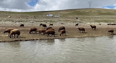 Patnos'ta Çoban Sıkıntısı: Gençler Mesleğe İlgi Göstermiyor