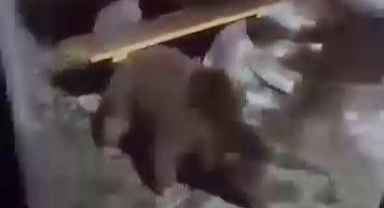 Uludağ'da Ayı Ailesi Yerleşim Alanına Yaklaştı: Vatandaşlar Kısa Süreli Panik Yaşadı