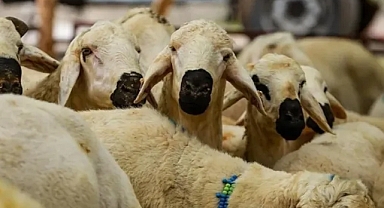 Yurt Dışı Kurban Bağışı Neden Daha Ucuz? Maliyet Farkının Sebepleri Açıklandı