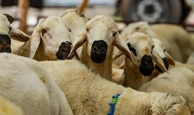 Yurt Dışı Kurban Bağışı Neden Daha Ucuz? Maliyet Farkının Sebepleri Açıklandı
