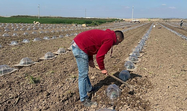 Karacabey Ovası’nda Turfanda Karpuz Dikimi