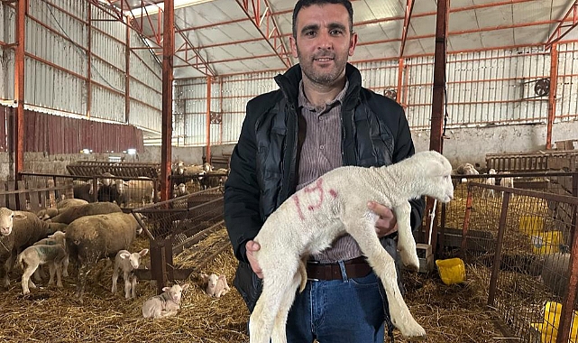 57 Yıllık Besiciden Küçükbaş Hayvancılık Yapacaklara Altın Tavsiyeler