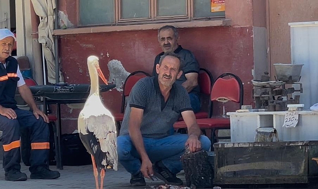 Bursa’da 10 Yıldır Balıkçı Ahmet Yılmaz’ı Bekleyen Leylek Görenleri Şaşırtıyor