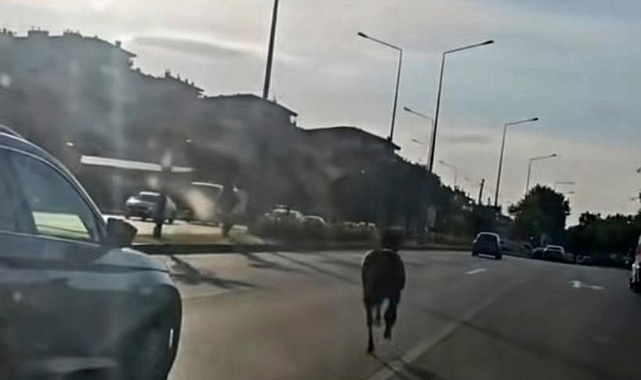 Bursa’da Ana Yola Çıkan Başıboş At Trafiği Birbirine Kattı! O Anlar Kamerada