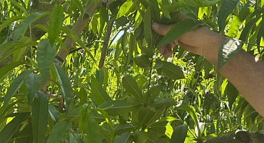 Bursa’da Şeftali ve Nektarin Bereketi: Verim Arttı, Çiftçinin Tekleme Mesaisi Uzadı