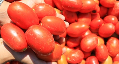 Bursa Karacabey Ovası’nda Salçalık Domates Mesaisi
